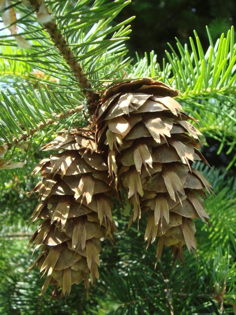 Pseudotsuga menziesii cones